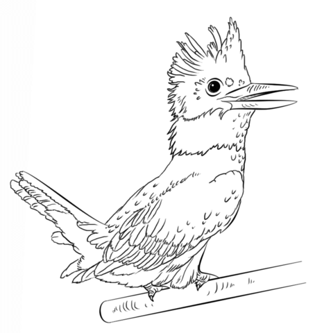 Belted Kingfisher Coloring Page